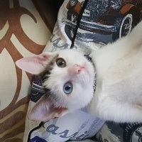 Van Kedisi, Kedi  Misket fotoğrafı