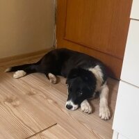 Border Collie, Köpek  Bella fotoğrafı