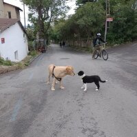 Border Collie, Köpek  Bella fotoğrafı