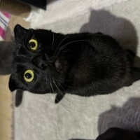 Scottish Fold, Kedi  Lucifer fotoğrafı