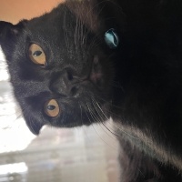 Scottish Fold, Kedi  Lucifer fotoğrafı