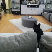 Soke, Kedi  GÖLGE fotoğrafı