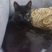 Soke, Kedi  GÖLGE fotoğrafı