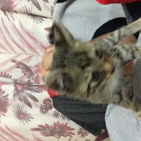 Tekir Kedi, Kedi  Duman ve elana fotoğrafı