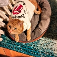 Sarman, Kedi  Miço fotoğrafı