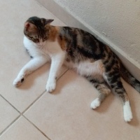 Tekir Kedi, Kedi  Edd ve Eddy fotoğrafı