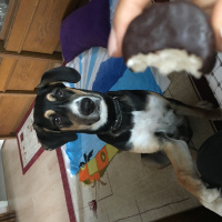 Sokö (Sokak Köpeği), Köpek  Şanslı yuva arıyor fotoğrafı