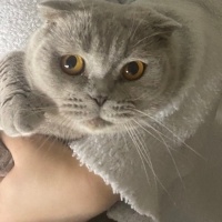 Scottish Fold, Kedi  Fiona fotoğrafı