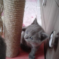 Scottish Fold, Kedi  Tursu fotoğrafı