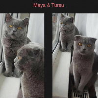 Scottish Fold, Kedi  Tursu fotoğrafı