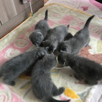 Scottish Fold, Kedi  Tursu fotoğrafı