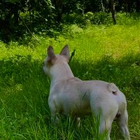 Fransız Bulldog, Köpek  Shrek fotoğrafı