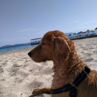 Amerikan Cocker Spaniel, Köpek  Minati fotoğrafı