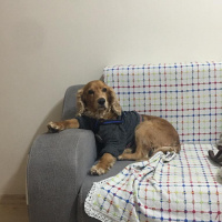 Amerikan Cocker Spaniel, Köpek  Minato fotoğrafı