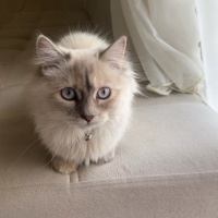 British Shorthair, Kedi  VENÜS fotoğrafı