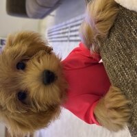 Maltese, Köpek  Lady fotoğrafı