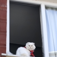 Van Kedisi, Kedi  Müjgan fotoğrafı
