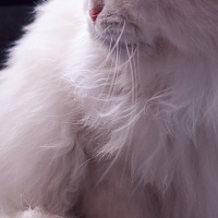 Van Kedisi, Kedi  Müjgan fotoğrafı