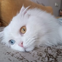 Van Kedisi, Kedi  Müjgan fotoğrafı