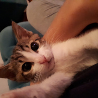 Tekir Kedi, Kedi  Gölge fotoğrafı