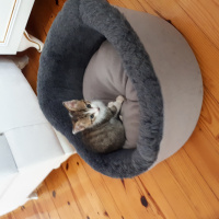 Tekir Kedi, Kedi  Gölge fotoğrafı