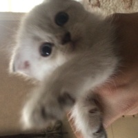 Chinchilla, Kedi  Tobi fotoğrafı