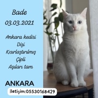 Ankara Kedisi, Kedi  bade fotoğrafı
