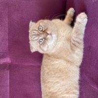 Scottish Fold, Kedi  Hera fotoğrafı