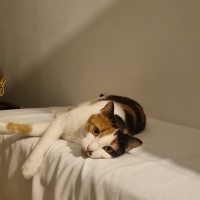 Tekir Kedi, Kedi  Luna fotoğrafı