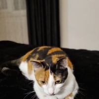 Tekir Kedi, Kedi  Luna fotoğrafı