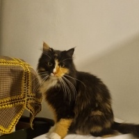 Norwegian Forest, Kedi  Siena fotoğrafı