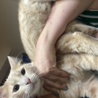 Tekir Kedi, Kedi  duman fotoğrafı