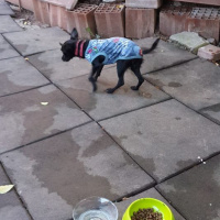 Chihuahua, Köpek  Chihuahua ponçik fotoğrafı