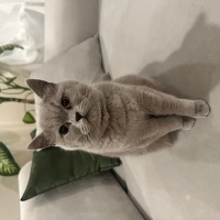 British Shorthair, Kedi  Mia fotoğrafı
