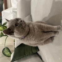 British Shorthair, Kedi  Mia fotoğrafı