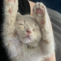 Scottish Fold, Kedi  LEO🦁 fotoğrafı