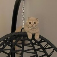 Scottish Fold, Kedi  LEO🦁 fotoğrafı