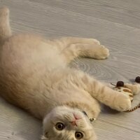 Scottish Fold, Kedi  LEO🦁 fotoğrafı