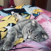 Scottish Fold, Kedi  Marry fotoğrafı