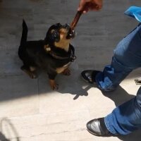 Jack Russell Terrier, Köpek  Jazz & Linda fotoğrafı