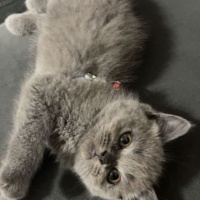 British Shorthair, Kedi  Duman fotoğrafı