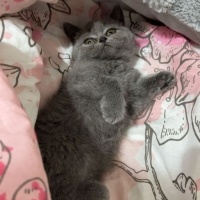 British Shorthair, Kedi  Duman fotoğrafı