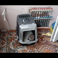 British Shorthair, Kedi  Duman fotoğrafı