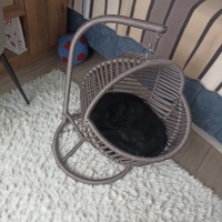British Shorthair, Kedi  Duman fotoğrafı