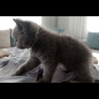 British Shorthair, Kedi  Duman fotoğrafı