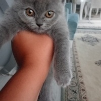 British Shorthair, Kedi  Duman fotoğrafı