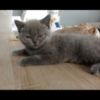 British Shorthair, Kedi  Duman fotoğrafı