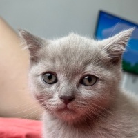 British Shorthair, Kedi  DOBYY fotoğrafı