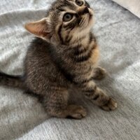 Scottish Fold, Kedi  Scottish Fold fotoğrafı