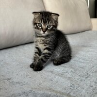 Scottish Fold, Kedi  Scottish Fold fotoğrafı